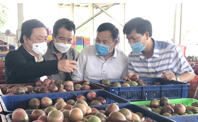 Chanh leo Việt Nam thí điểm xuất khẩu chính ngạch vào Trung Quốc