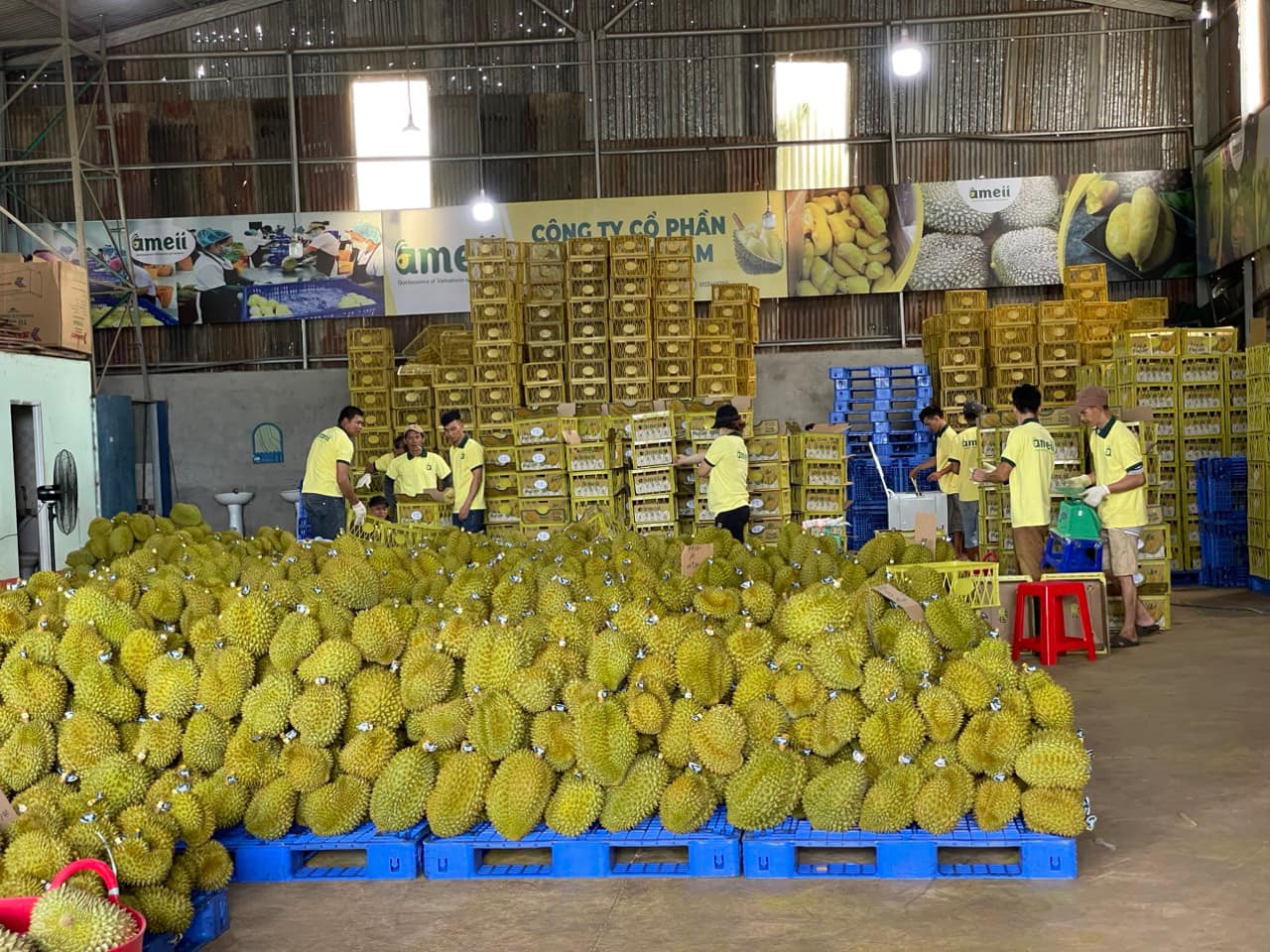 Export Durian to China of Ameii Vietnam JSC