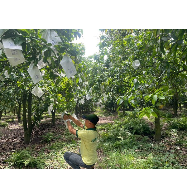 Conquering the world with the flavor of An Giang mangoes
