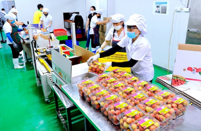 Công ty Cổ phần Ameii Việt Nam: Hành trình nâng tầm nông sản Hải Dương
