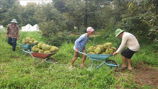 Restore durian orchard following the historic salinity