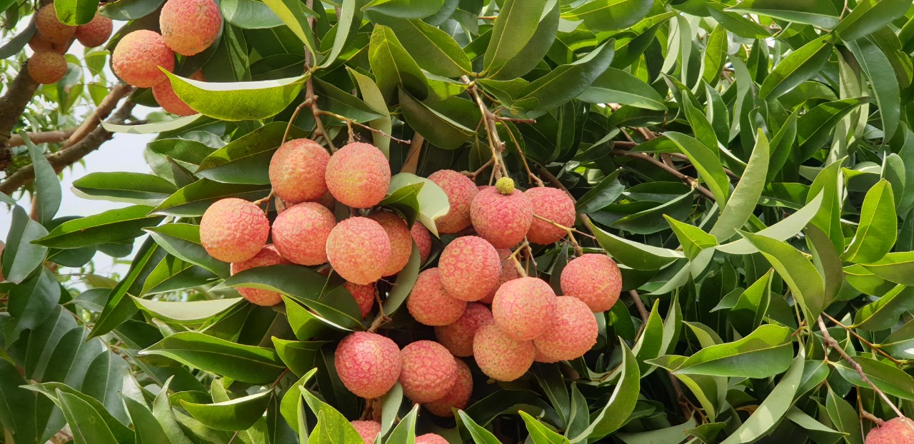 The Journey of Fresh Lychee From Ameii's farm to Japanese consumers