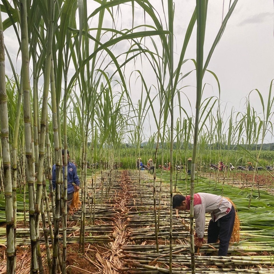 PROCEDURES EXPORT FOR FRESH SUGERCANE TO KOREA