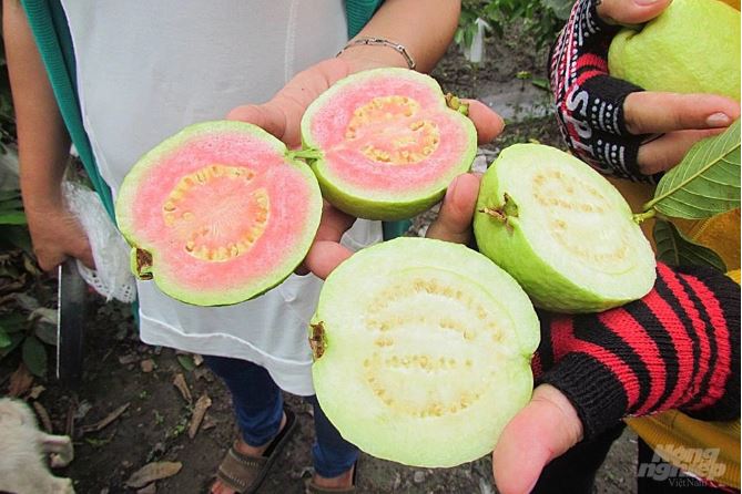 Một số giống cây ổi phổ biến nhất Việt Nam hiện nay