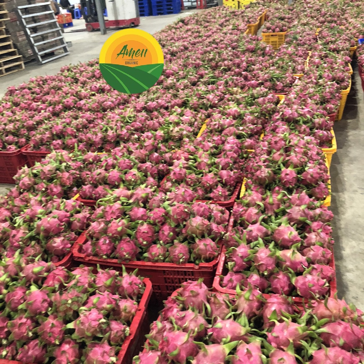 Vận chuyển Thanh long qua các cửa khẩu Việt Nam - Trung Quốc