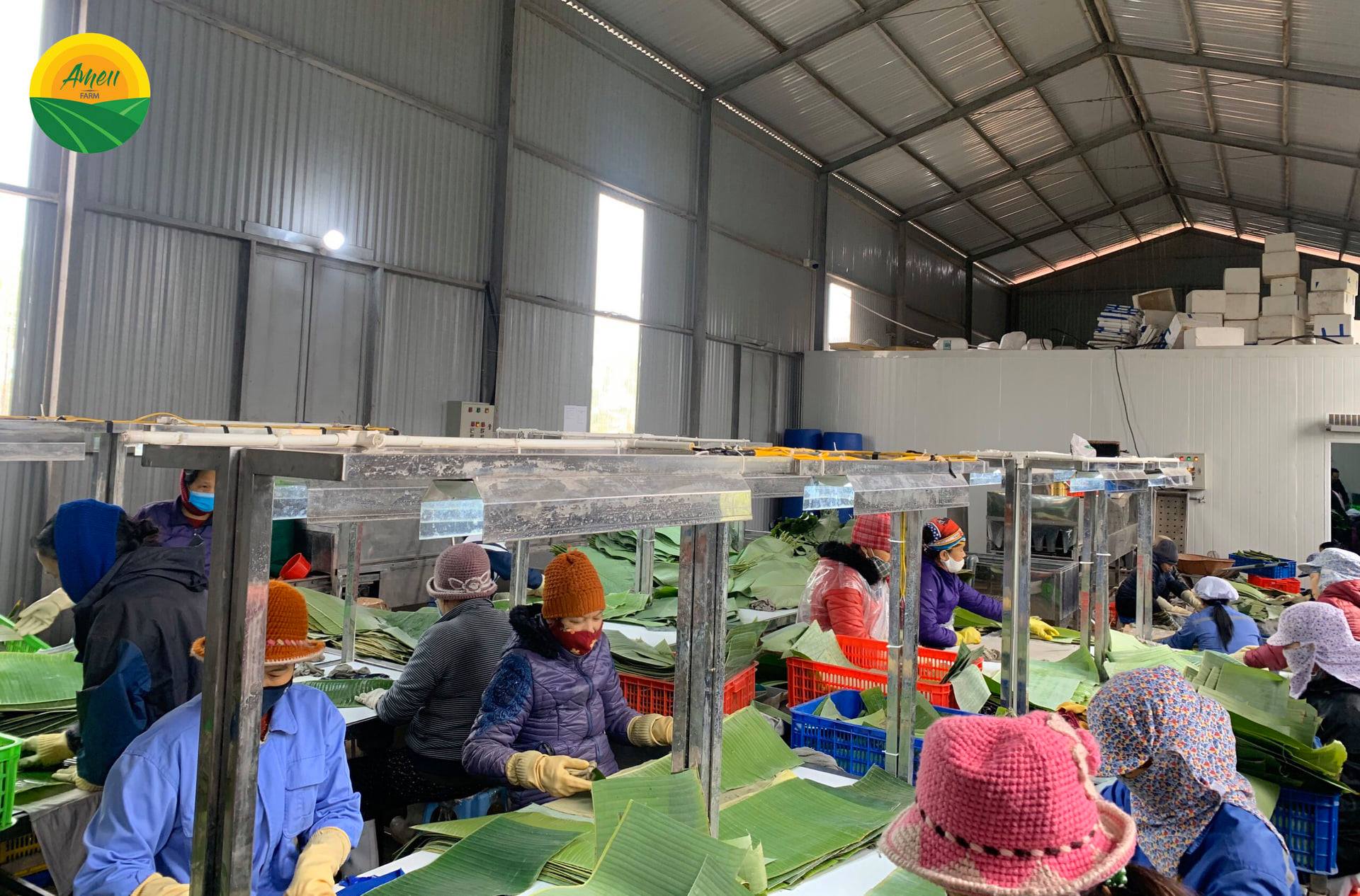 Xuất khẩu lá dong, lá chuối sang Nhật Bản, Hàn Quốc