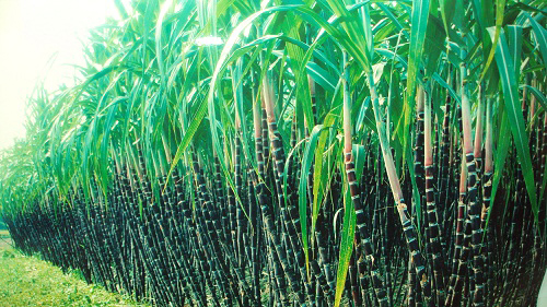 Fresh sugarcane Hoa Binh for the first time exported to Japan market