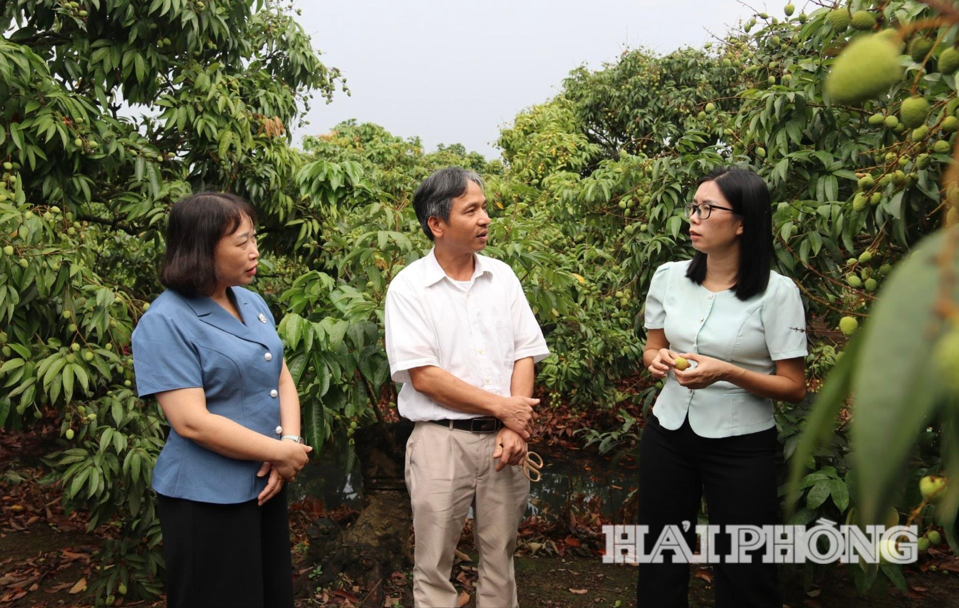 Hải Phòng dự kiến xuất khẩu hơn 27.000 tấn vải năm 2026
