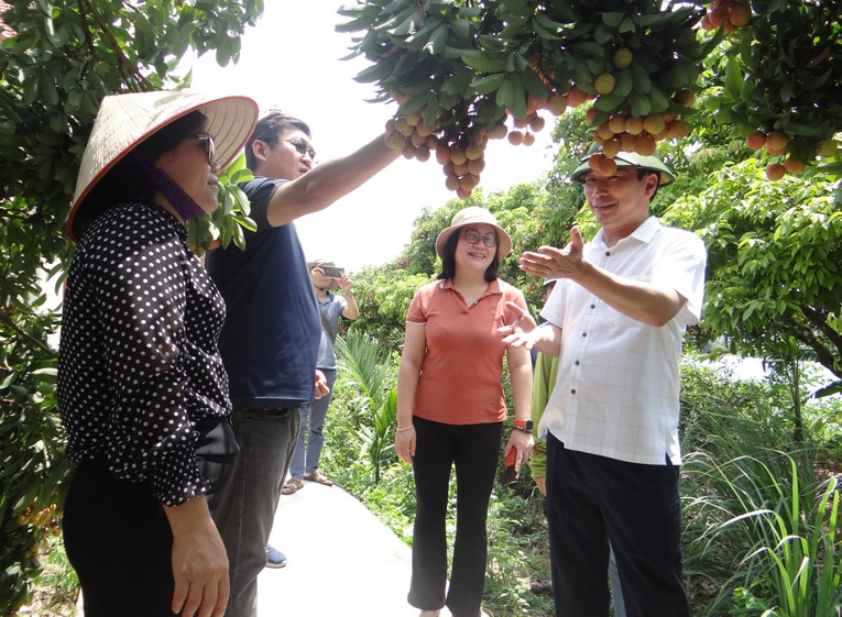 Doanh nghiệp Singapore đánh giá cao chất lượng vải thiều Hải Dương