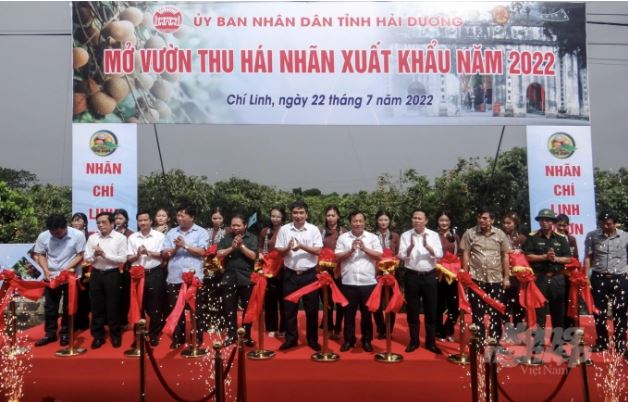 Chí Linh mở vườn thu hái nhãn xuất khẩu năm 2022