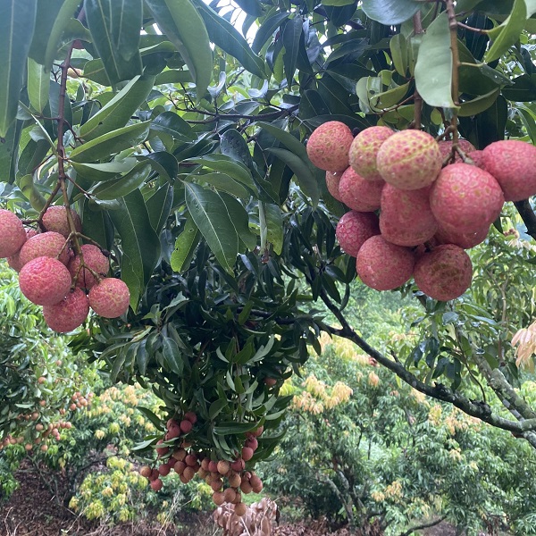 Lychee exports to China are down more than half