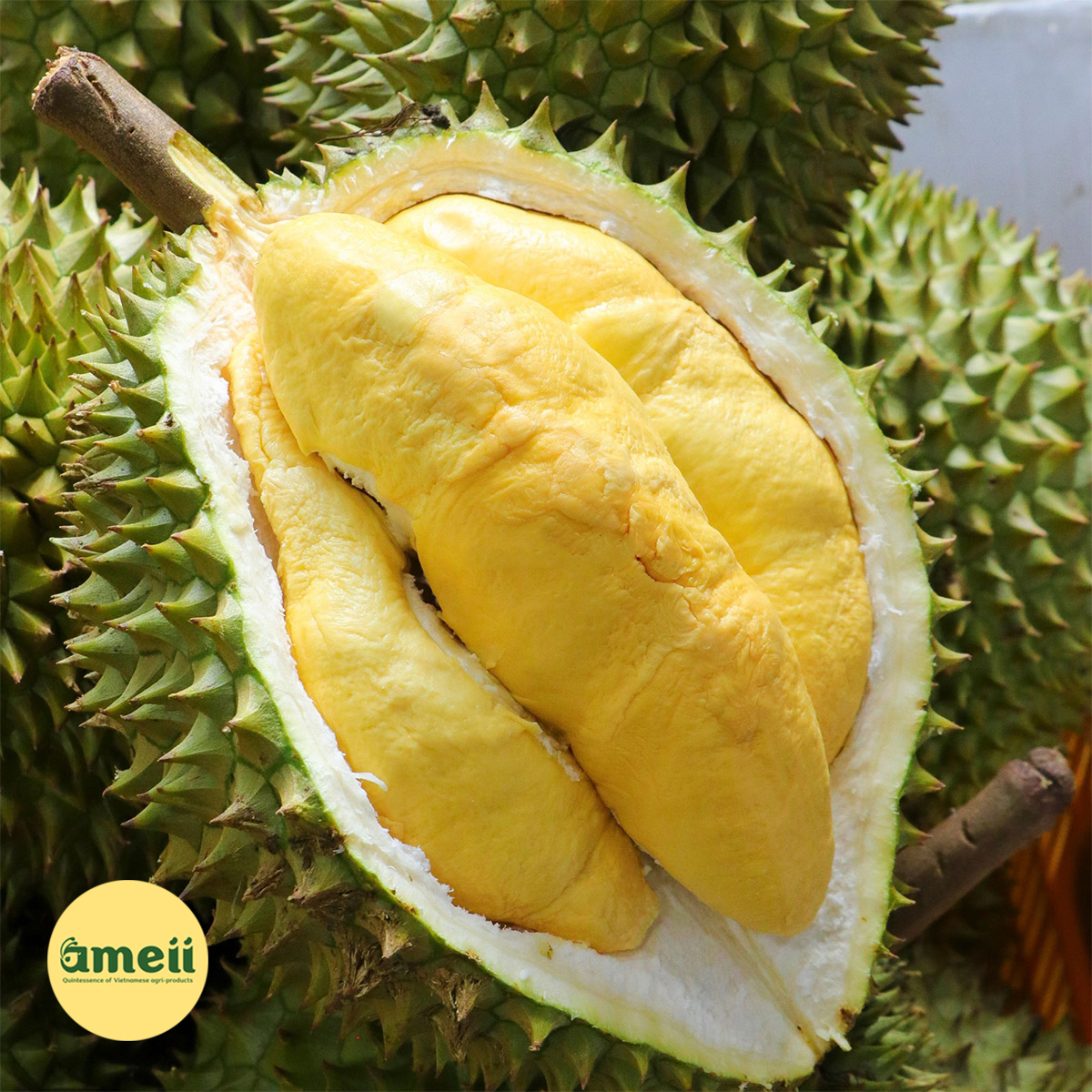 Làm gì để cạnh tranh với sầu riêng Thái Lan, Malaysia?