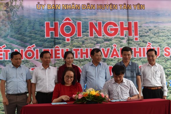 Hội nghị kết nối tiêu thụ vải thiều sớm Tân Yên, Bắc Giang năm 2022