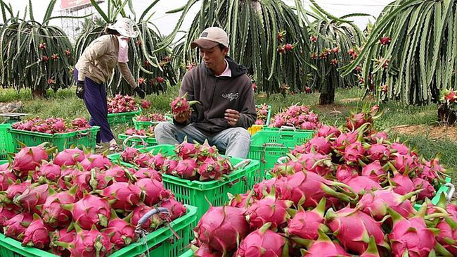 Tháo gỡ khó khăn tiêu thụ nông sản thời dịch nCoV