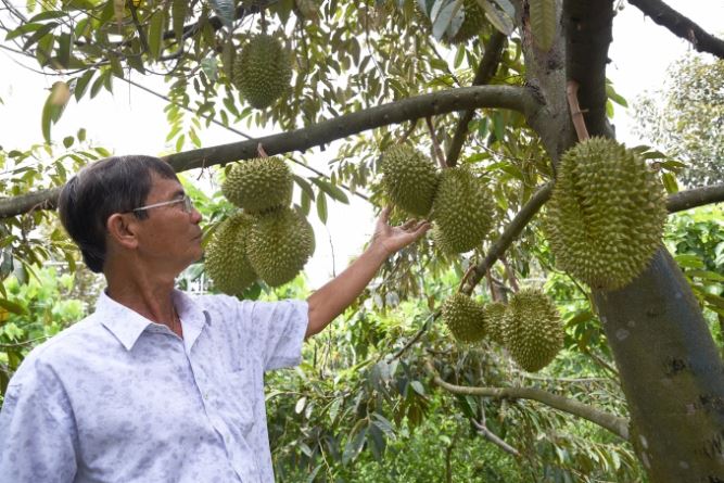 Sầu riêng xuất khẩu chính ngạch Trung Quốc: Cần chuẩn bị thật kỹ càng