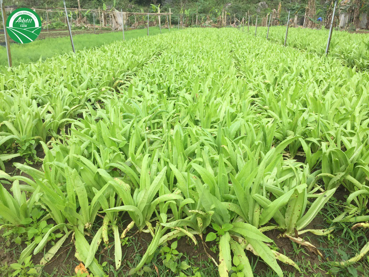 RAU HỮU CƠ AMEII, GIỚI THIỆU 