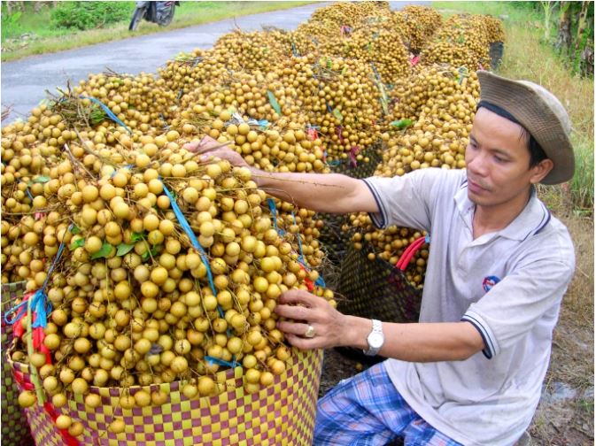 Mã số vùng trồng là giấy thông hành cho nông sản Việt bay xa